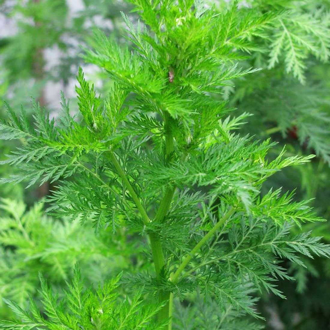 Merja Herbs  Sweet Wormwood Tea - Artemisia Annua