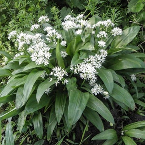 Thé séché en vrac BIO aux herbes et à l'ail ours, Allium Ursinum L Herba /Quantité disponible de 2 oz à 4 lb/ image 2
