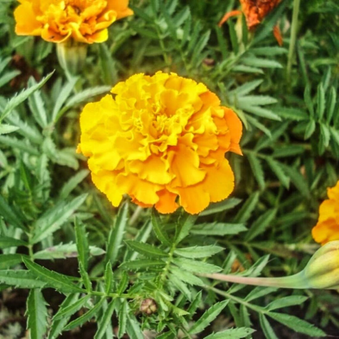MARIGOLD Flower 2lb 907g ORGANIC Dried Bulk Herb Tagetes Etsy