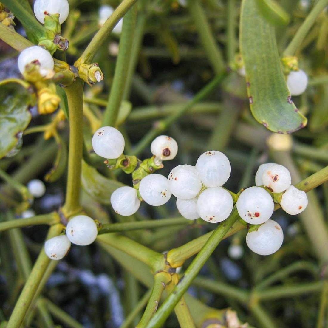 MISTLETOE Herb 1lb 454g ORGANIC Dried Bulk Tea Viscum Album Etsy UK
