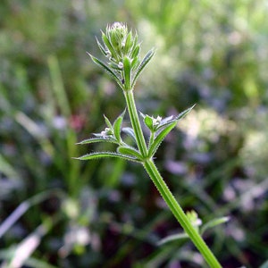 CLEAVERS Kräuter BIO getrockneter lose Tee, Galium Aparine Herba / verfügbare Menge von 2oz-1,5kg / Bild 5