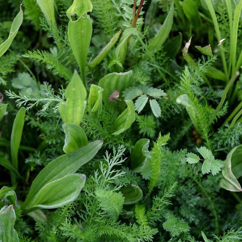 SWEDISH BITTERS Herbs 4lb 1814g ORGANIC Dried Bulk Herb Etsy