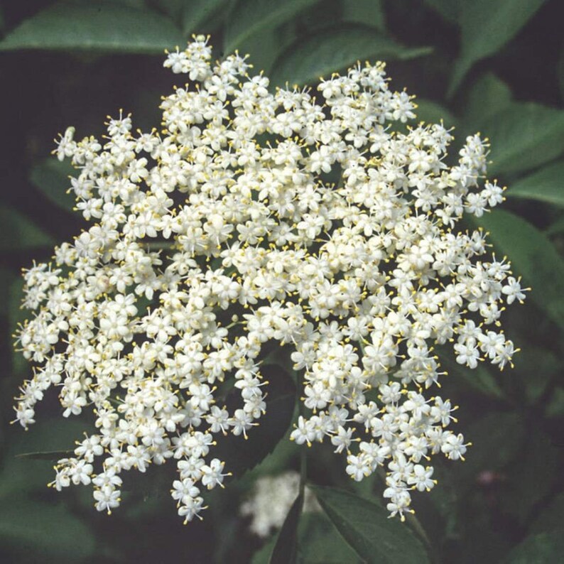 ELDERBERRY Berries 1lb 454g ORGANIC Dried Bulk Herb Etsy