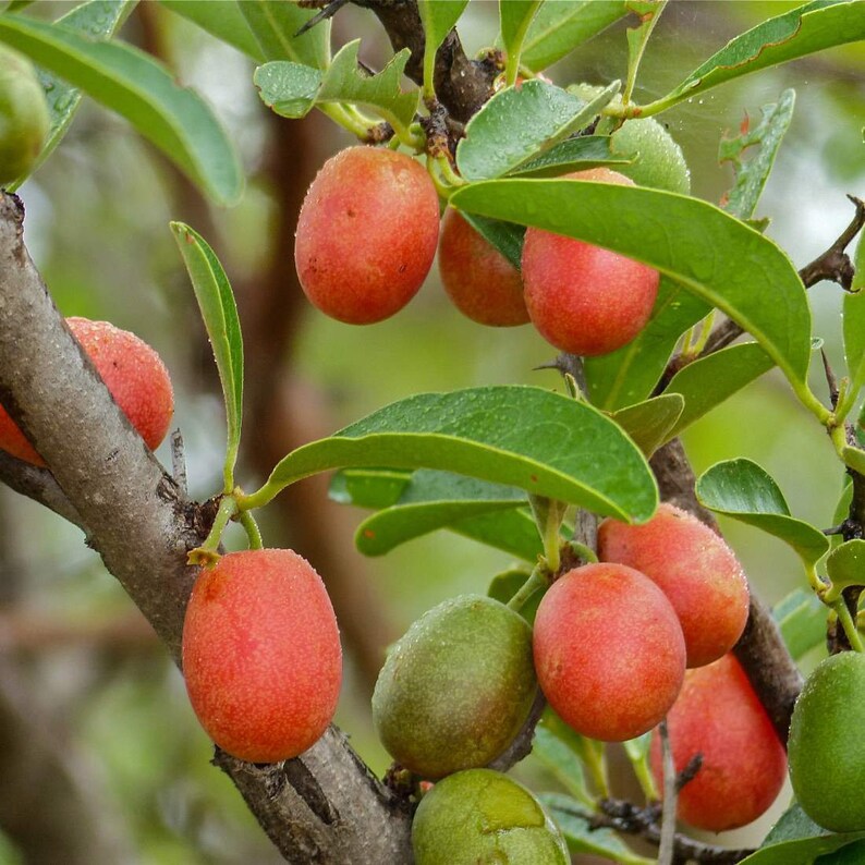 MUIRA PUAMA Bark 8oz 227g ORGANIC Dried Bulk Herb Liriosma Etsy