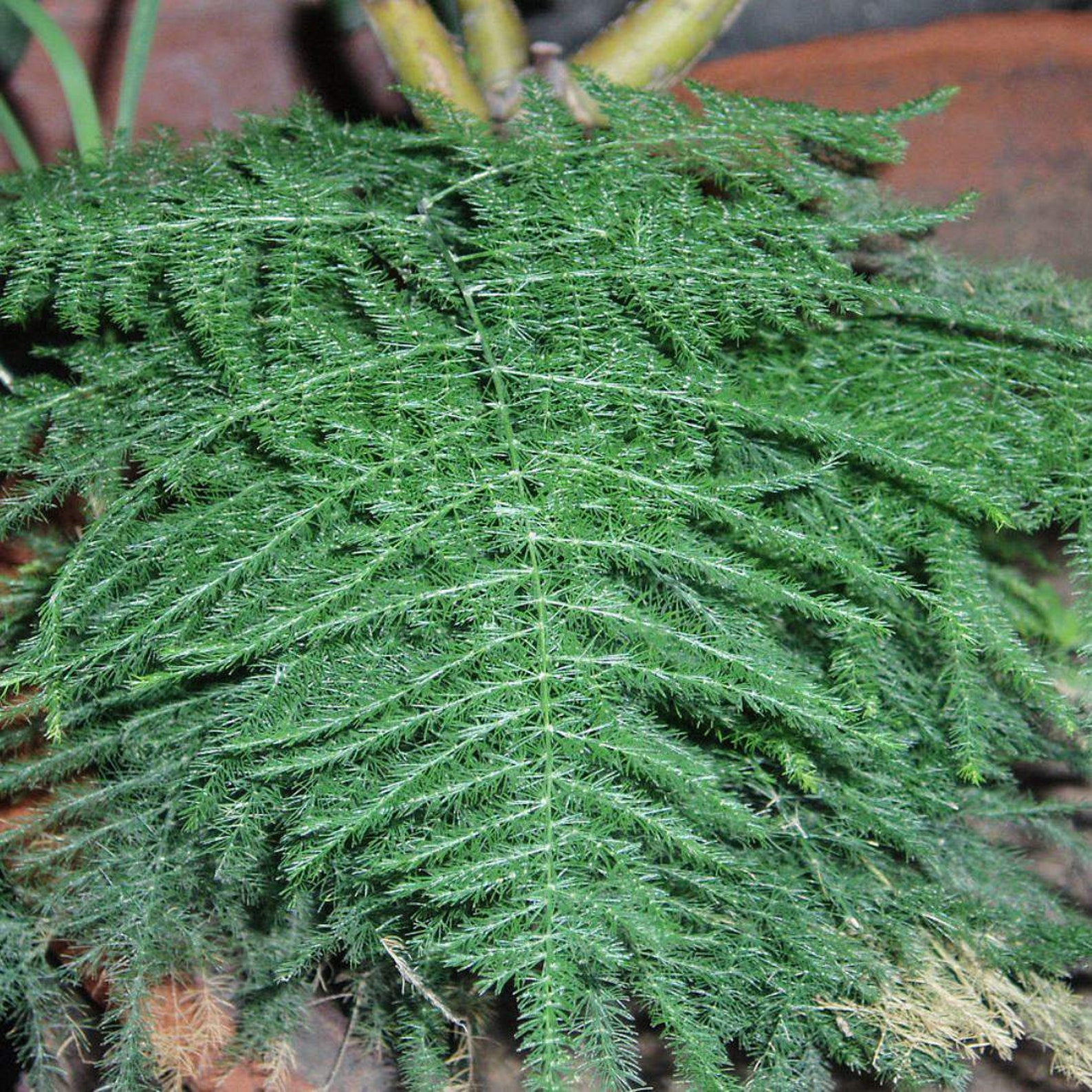 WILD ASPARAGUS Root 2oz 57g ORGANIC Dried Bulk Herb Etsy