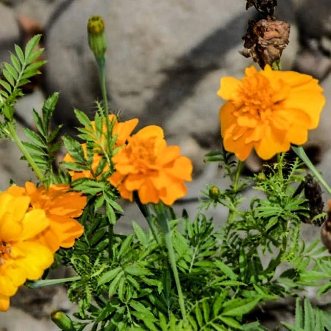 MARIGOLD Flower 8oz 227g ORGANIC Dried Bulk Herb Tagetes ...