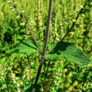 WOOD SAGE Herb 4oz 113g ORGANIC Dried Bulk Tea, Teucrium Scorodonia Herba /Available qty from 2oz-4lbs/ image 2