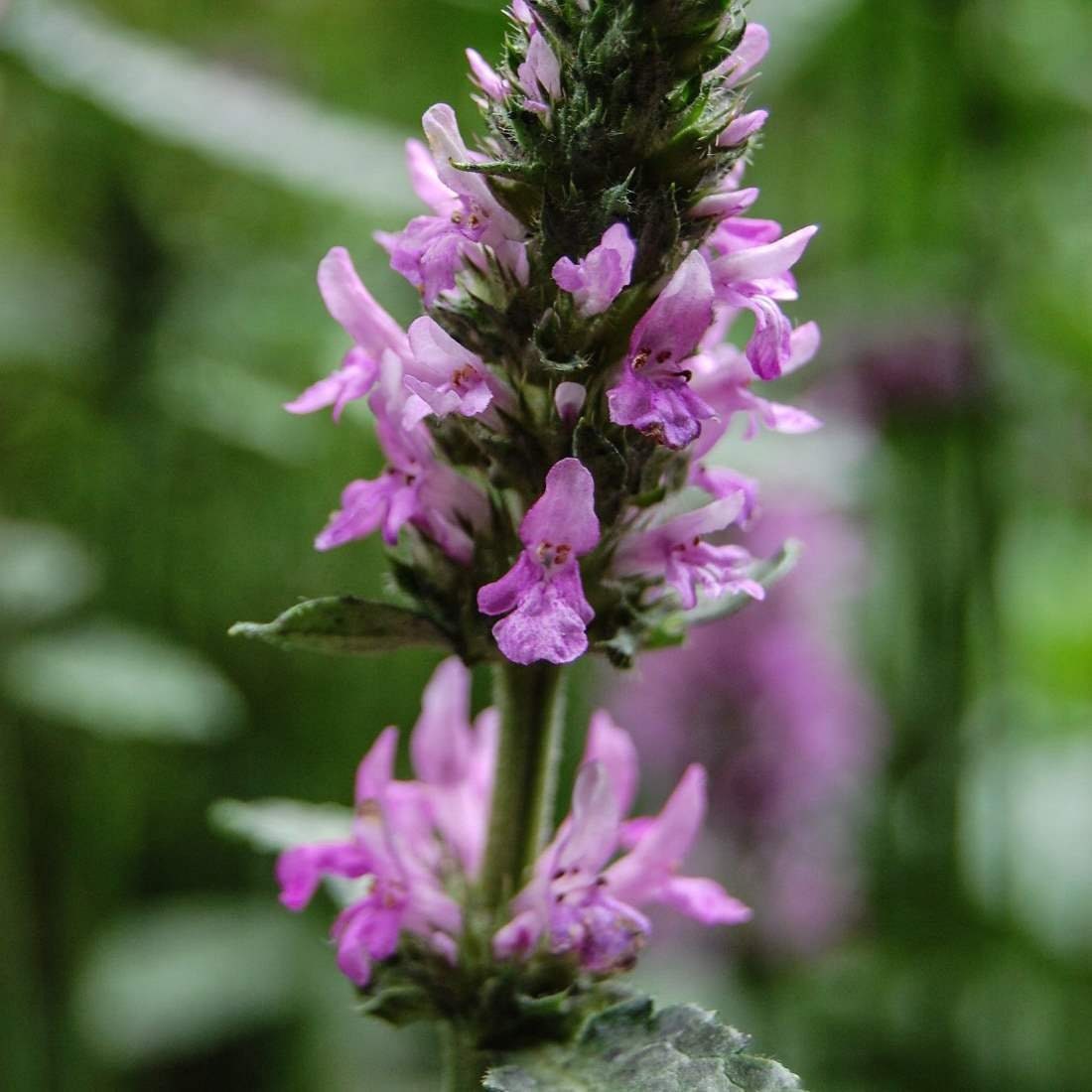 WOOD BETONY Herb 4lb 1814g ORGANIC Dried Bulk Tea Stachys Etsy UK