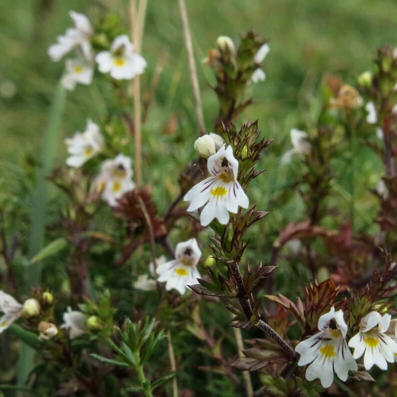 EYEBRIGHT Herb 2oz 57g ORGANIC Dried Bulk Tea Euphrasia Spp Etsy