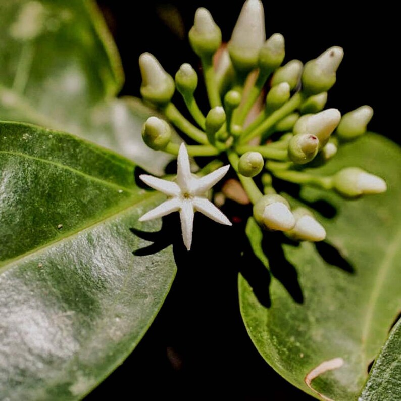 MUIRA PUAMA Bark 4oz 113g ORGANIC Dried Bulk Herb Liriosma Etsy