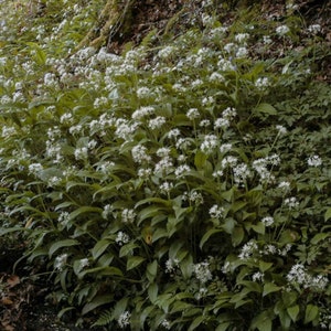 Thé séché en vrac BIO aux herbes et à l'ail ours, Allium Ursinum L Herba /Quantité disponible de 2 oz à 4 lb/ image 5