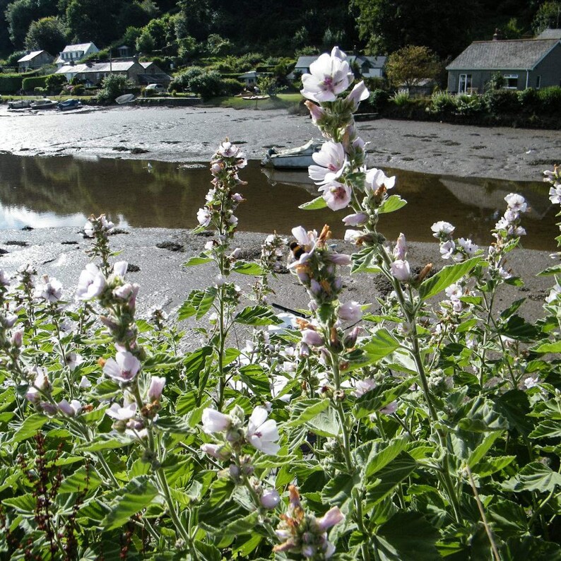 MARSHMALLOW Root 2oz 57g ORGANIC Dried Bulk Herb Althaea Etsy