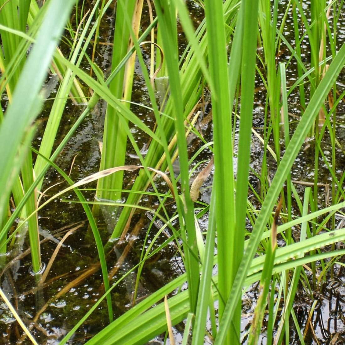 CALAMUS Root 2oz 57g ORGANIC Dried Bulk Herb Acorus Calamus Etsy