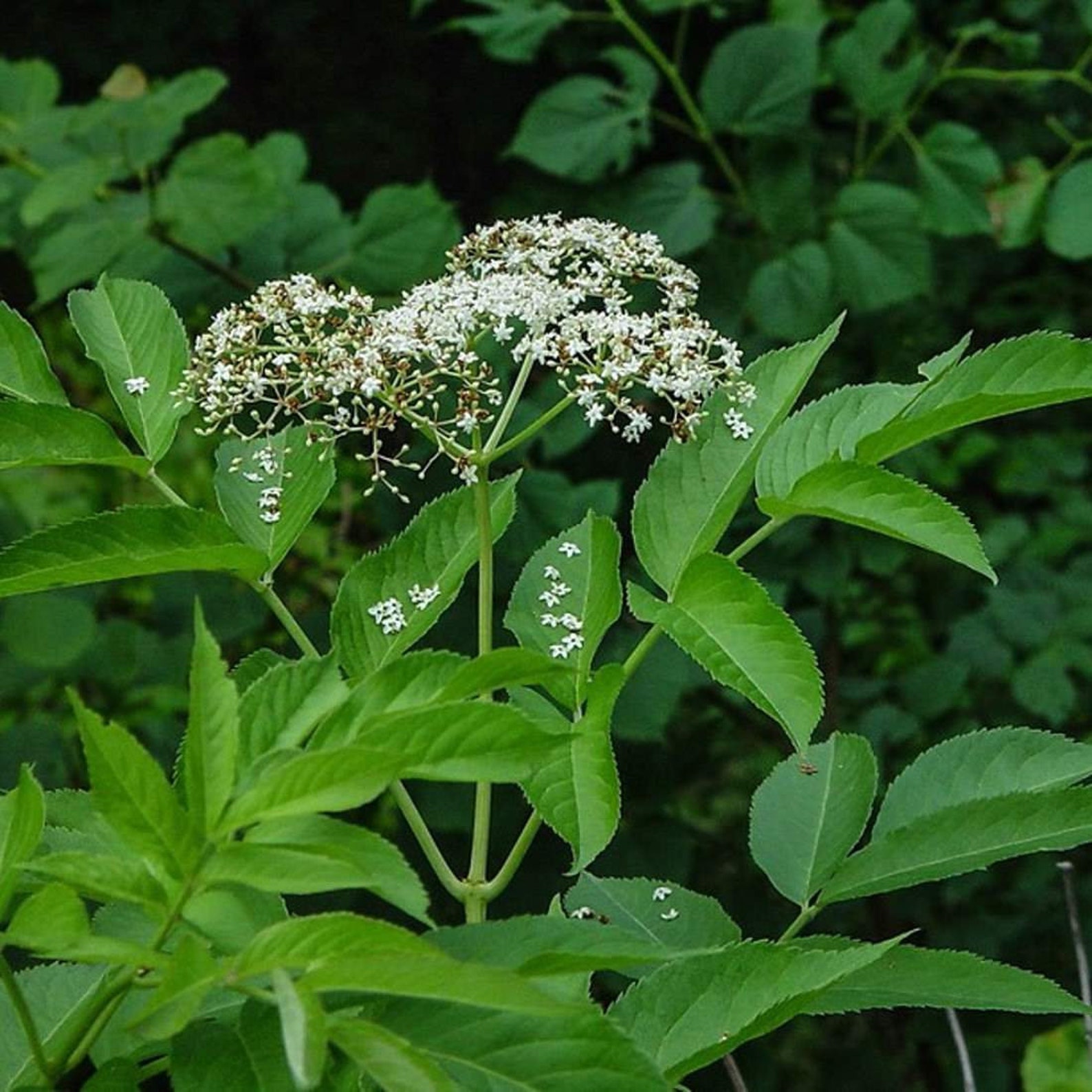 ELDERBERRY Berries 8oz 227g ORGANIC Dried Bulk Herb Etsy
