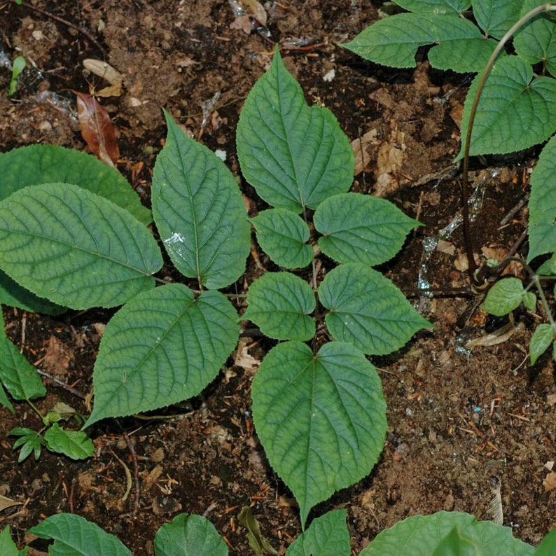 57g Panax Ginseng Radix Available qty from 2oz-4lbs ORGANIC Dried Bulk Herb GINSENG Root 2oz