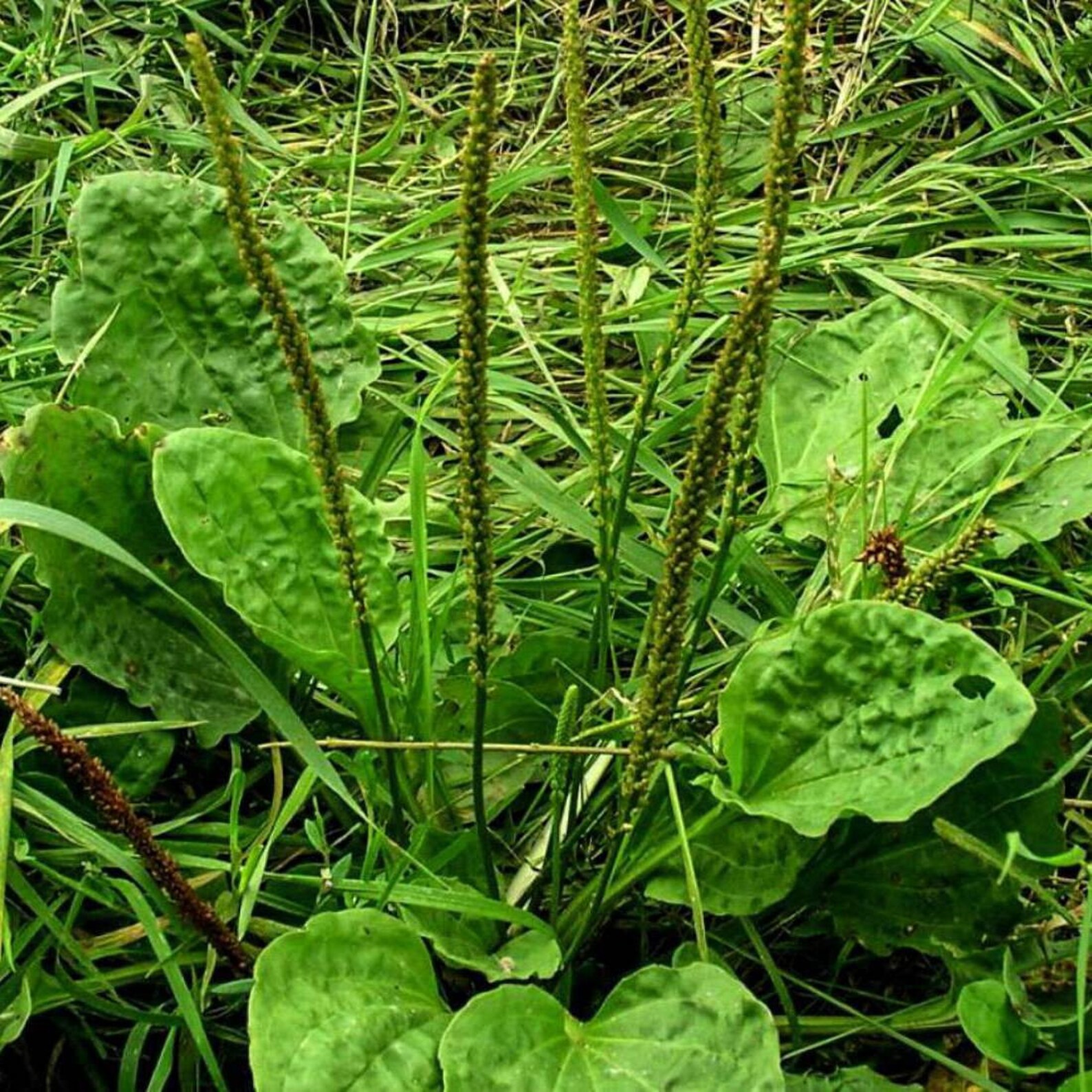 GREATER PLANTAIN Leaf 1lb 454g ORGANIC Dried Bulk Herb Etsy