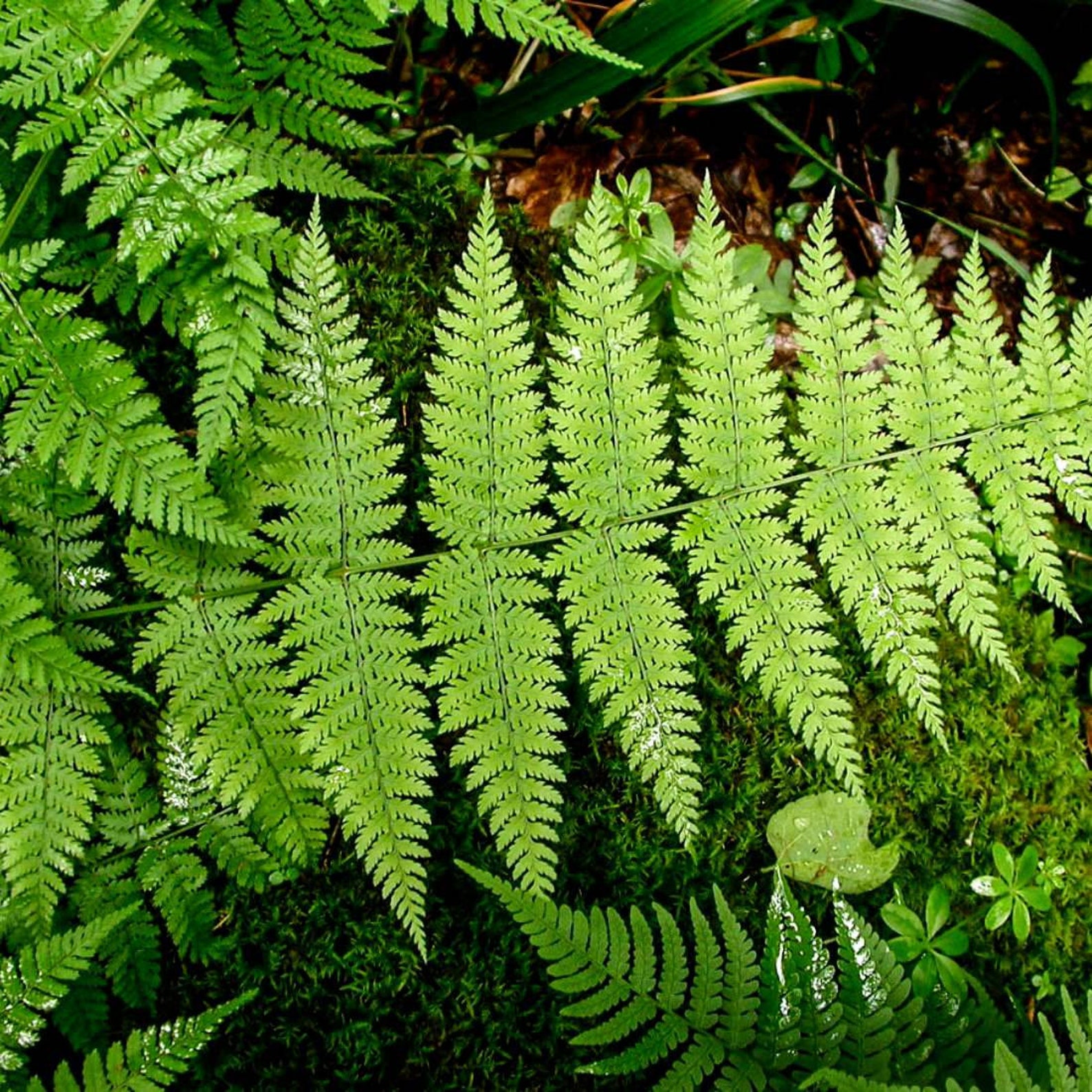 MALE FERN Root 4lb 1814g ORGANIC Dried Bulk Herb Dryopteris Etsy