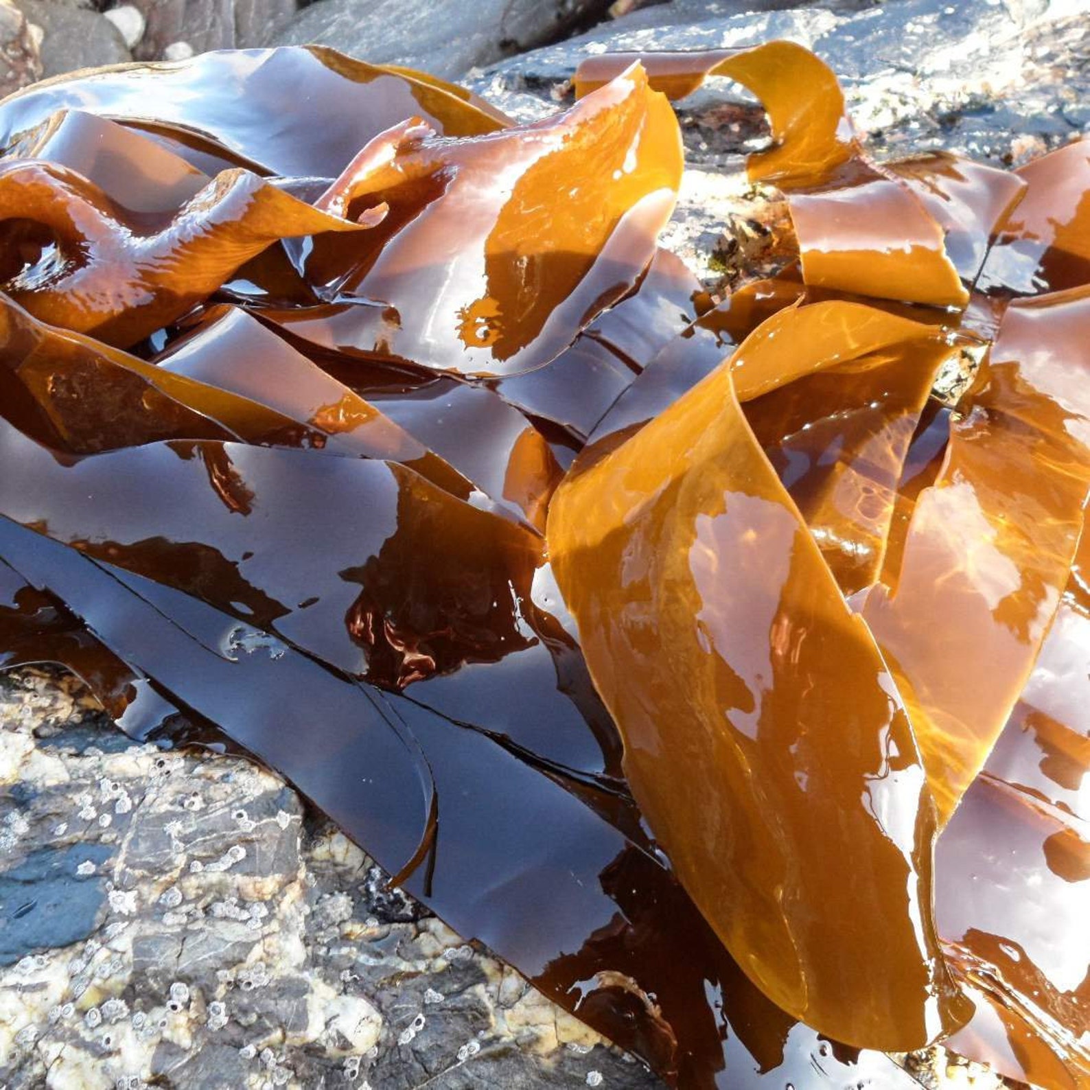 KELP Seaweed Powder 1lb 454g ORGANIC Dried Bulk Herb Etsy