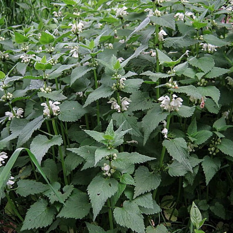 White Dead Nettle Herb 4lb 1814g ORGANIC Dried Bulk Tea, Lamium Album L Herba /Available qty from 2oz-4lbs/ image 2