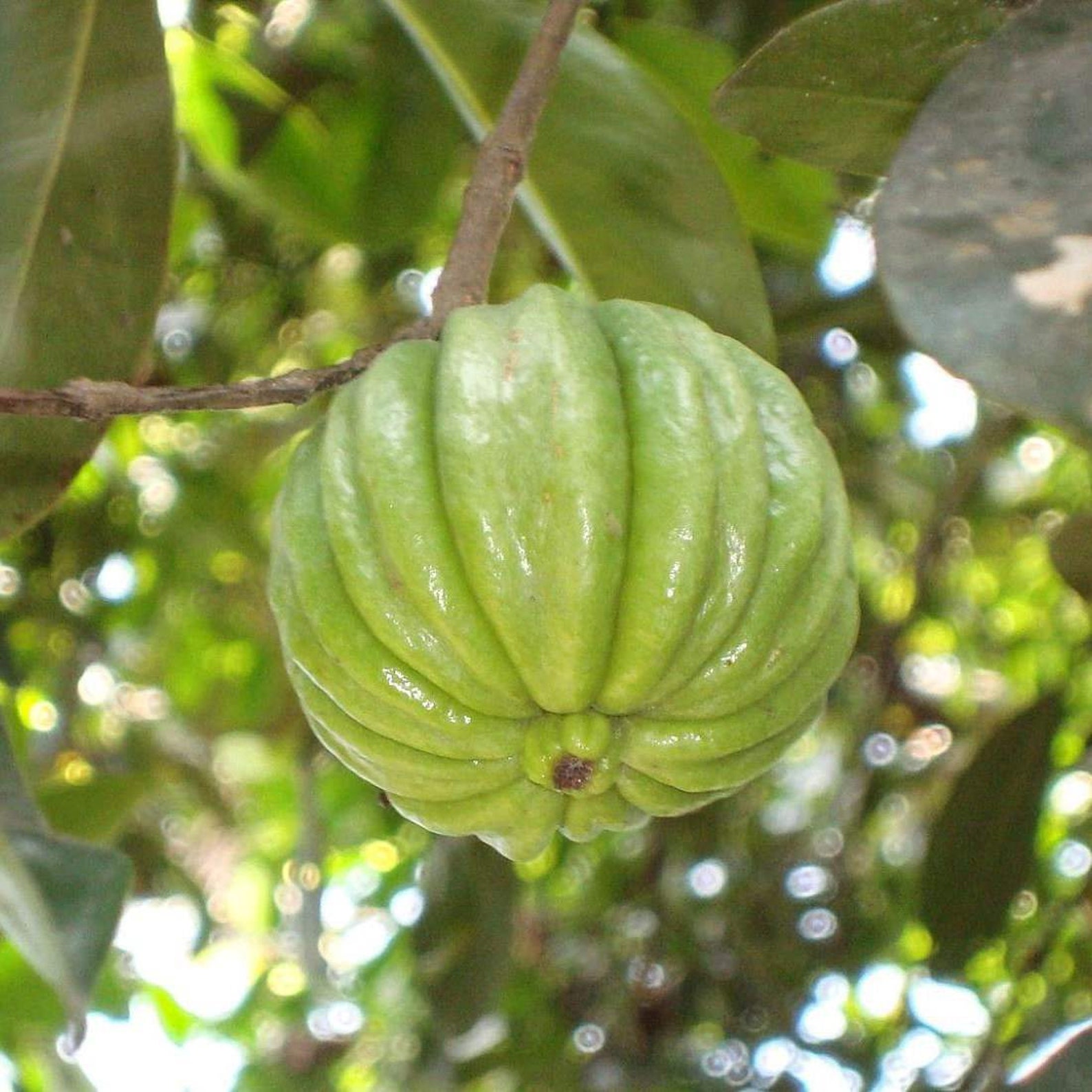 MALABAR TAMARIND Bark 2lb 907g ORGANIC Dried Bulk Herb | Etsy