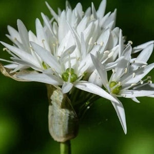 Thé séché en vrac BIO aux herbes et à l'ail ours, Allium Ursinum L Herba /Quantité disponible de 2 oz à 4 lb/ image 3