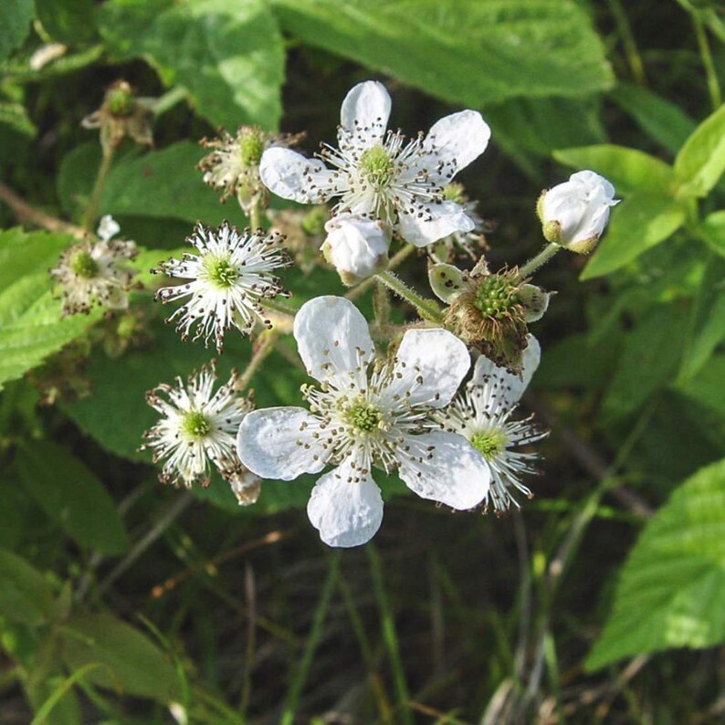 BLACKBERRY Leaf 8oz 227g ORGANIC Dried Bulk Herb Rubus Sp Etsy