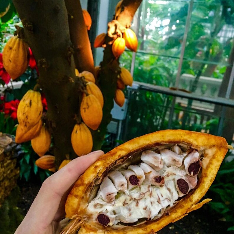 CACAO Husk 8oz 227g ORGANIC Dried Bulk Herb Cocoa Bean Etsy