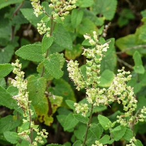 WOOD SAGE Herb 4oz 113g ORGANIC Dried Bulk Tea, Teucrium Scorodonia Herba /Available qty from 2oz-4lbs/ image 4