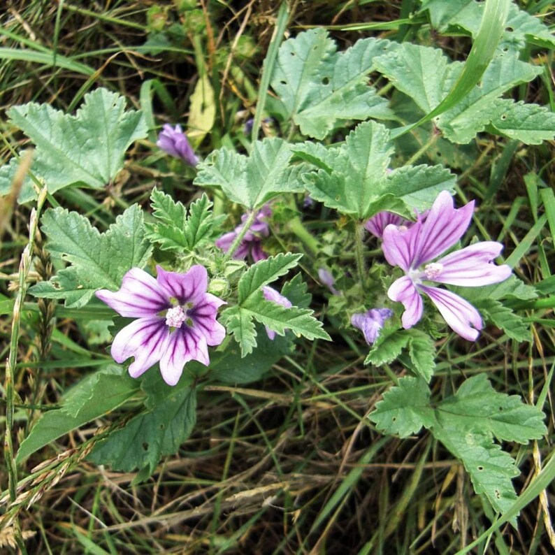 BLUE MALLOW Herb 1lb 454g ORGANIC Dried Bulk Tea, Malva Sylvestris Herba /Available qty from 2oz-4lbs/ image 4