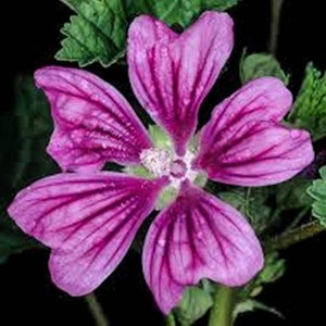 BLUE MALLOW Herb 1lb 454g ORGANIC Dried Bulk Tea, Malva Sylvestris Herba /Available qty from 2oz-4lbs/ image 2