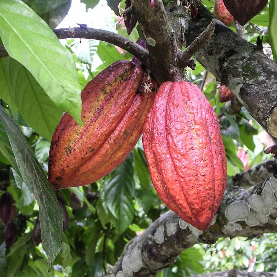 CACAO Seeds 4lb 1814g ORGANIC Dried Bulk Herb Cocoa Bean Etsy