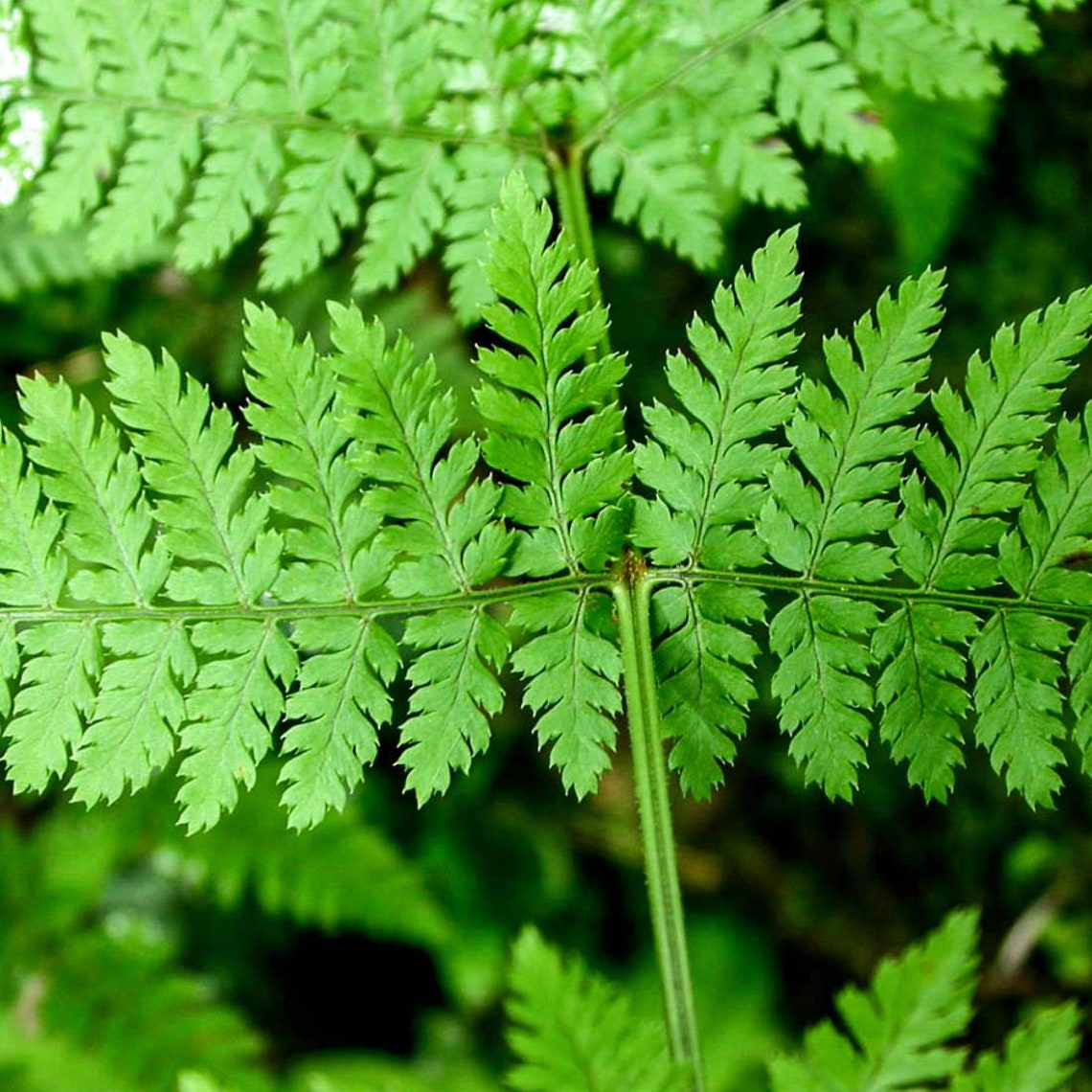 MALE FERN Root 8oz 227g ORGANIC Dried Bulk Herb Dryopteris Etsy
