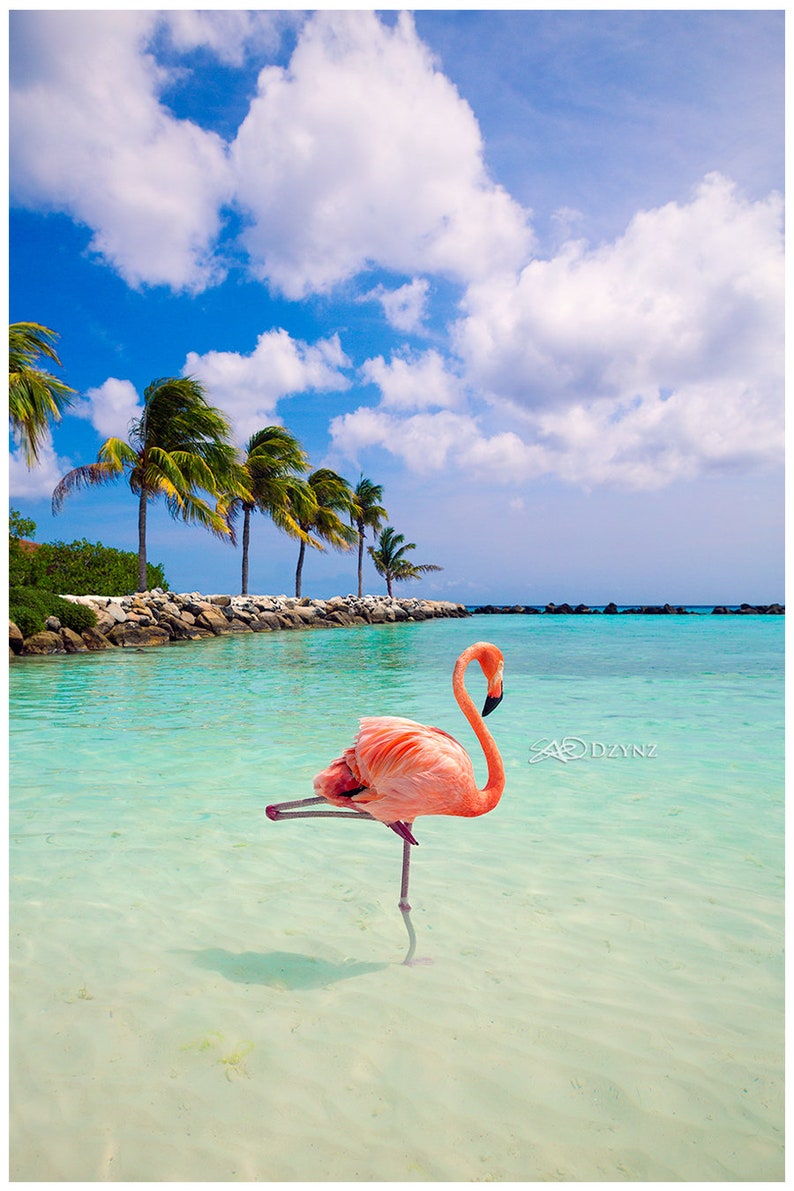 Flamingo Beach 2 SAO Dzynz Aruba Renaissance Island Tropical Paradise ...