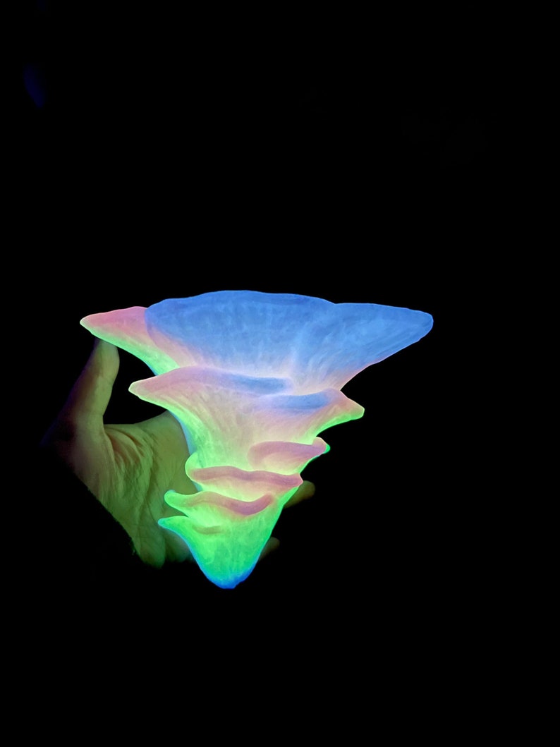A hand in the dark is holding a vibrant rainbow glow in the dark Djamour fungus floating mushroom shelf printed out of bio plastic PLA