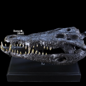 May include: A black crocodile skull replica with gold teeth, displayed on a black wooden base. The skull is detailed with realistic texture and features. The base has the text "Borneo Hunters" on it.