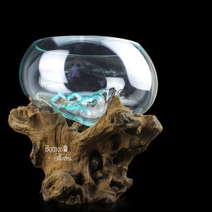 Fish Tank, Terrarium, Hand Blown Molten Glass On Sculptural Wood ; Table Top Decor, Vase, Indoor Planter 10.2x10.2x10&quot; (26x26x25CM)