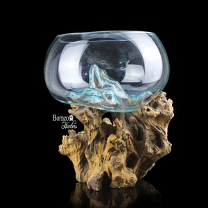 Molten Glass On Wood Base Terrarium / Fish Bowl / Indoor Planter / Salad Bowl/ One Of A Kind Sculptural Wood Glass Center Piece 30x24x24CM