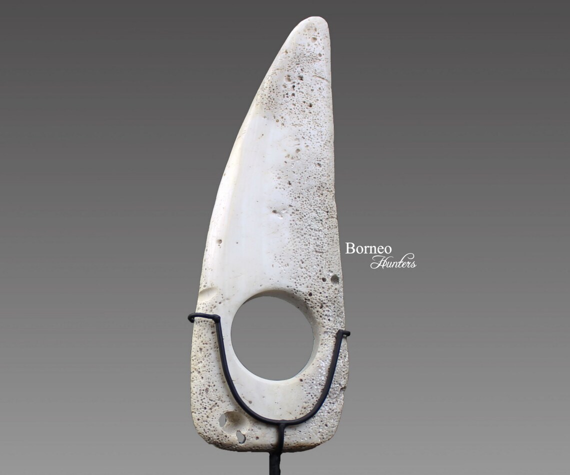 Papua Shell Money New Guinea 9.3currency Shell Boiken | Etsy