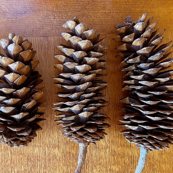 Huge Pine Cones from Lake Tahoe Sugar Pine Trees - 9-12" long - Perfect for Christmas Crafts and Holiday Decorating - Vintage 1990's