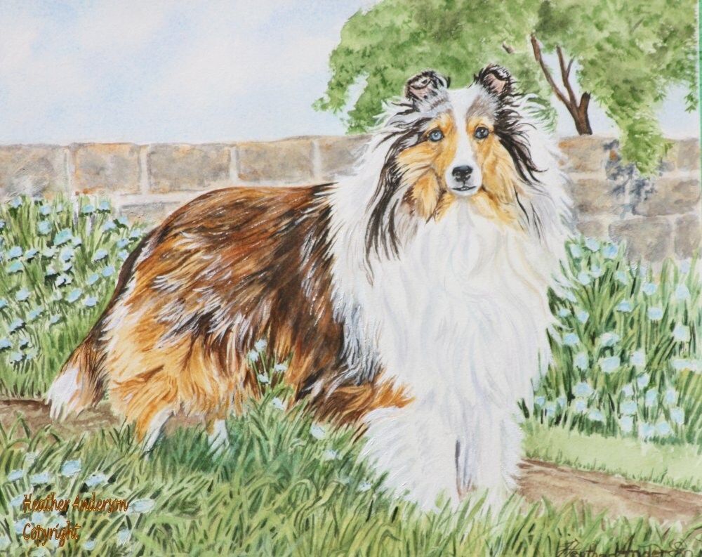sable merle sheltie