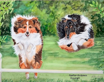 8x10 Giclee Print, 2 Shelties, "Jump for Joy",  from Hand Drawn original, Sable, Tricolor Shetland Sheepdogs