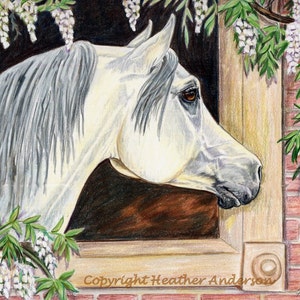4 cartes de voeux de cheval arabe avec enveloppes, livraison gratuite, « Flora's Window » 5 1/2" x 4 1/4" Heather Anderson artiste équestre