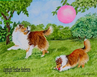 8" x 10" giclee print, 2 Shelties playing in garden , "Having a Ball !",  from artist's hand drawn original,  by Heather Anderson