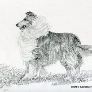 8x10 graphite print, Rough Collie, "Rejoice in the Wind" from artist's hand drawn original graphite, Collie Art, DOG LOVER GIFT