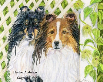 2 SHELTIES, sable and tri-colour, art print 8x10, "Waiting for You", from artist's hand drawn original, sheltie art, dog lover art