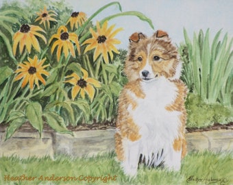 8x10 Giclee Print, Sable Sheltie Pup beside brown-eyed Susans,  "Brown Eyes", hand drawn, dog art, Heather Anderson