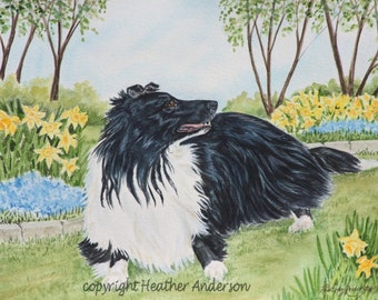 8x10 Giclee  Print, "Spring Morning", Bicolor Shetland Sheepdog,  Hand Drawn, DOG LOVER GIFT, Sheltie Art, dog art print