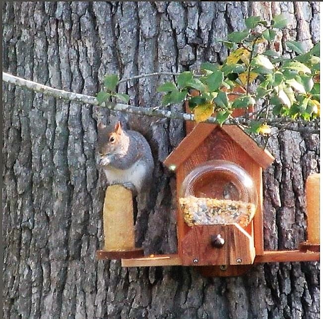 Cedar Squirrel Feeder With Optional Dual Corn Holder Includes Gallon Glass Jar