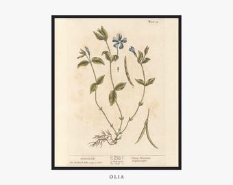 Pintura de flores de bígaro / Arte botánico / Obra de arte de jardín / Obra de arte vintage / Impresión de bellas artes / Impresión digital / IMPRIMIBLE
