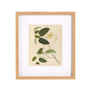 MAILED | Botanical Fruit Painting | Antique Botanical Art | Vintage Botanical Wall Art | Botanical Art | Vintage Garden Art | Fine Art Print